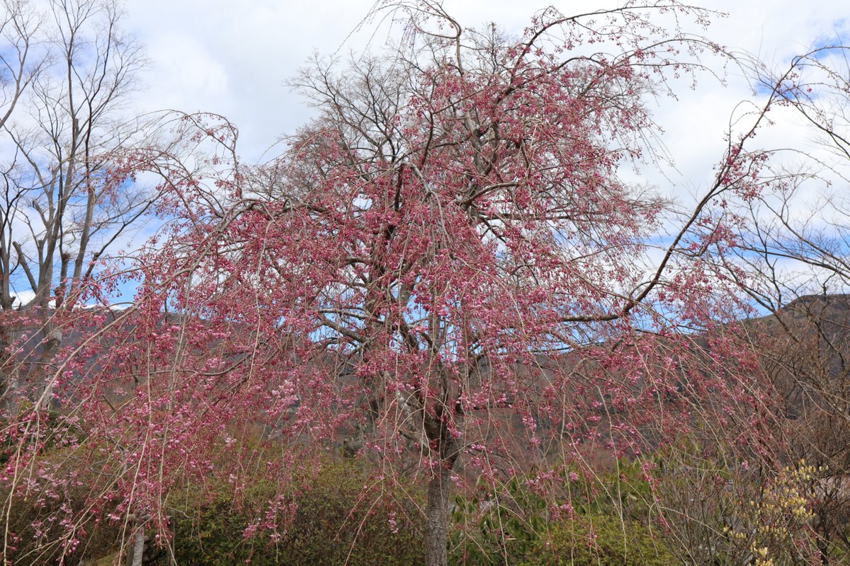 箱根・強羅公園の桜-4