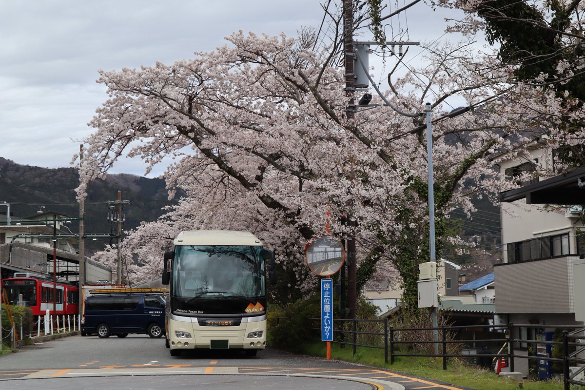 箱根・観光バスと桜-1