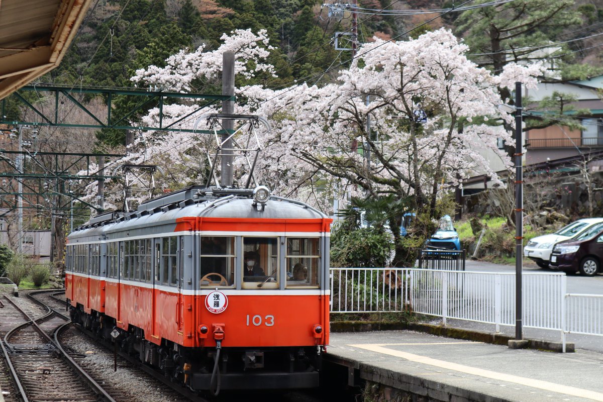 箱根・箱根登山鉄道と桜-1