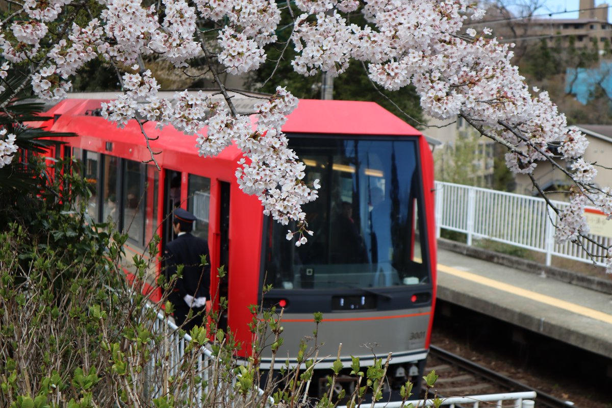 箱根・箱根登山鉄道と桜-3