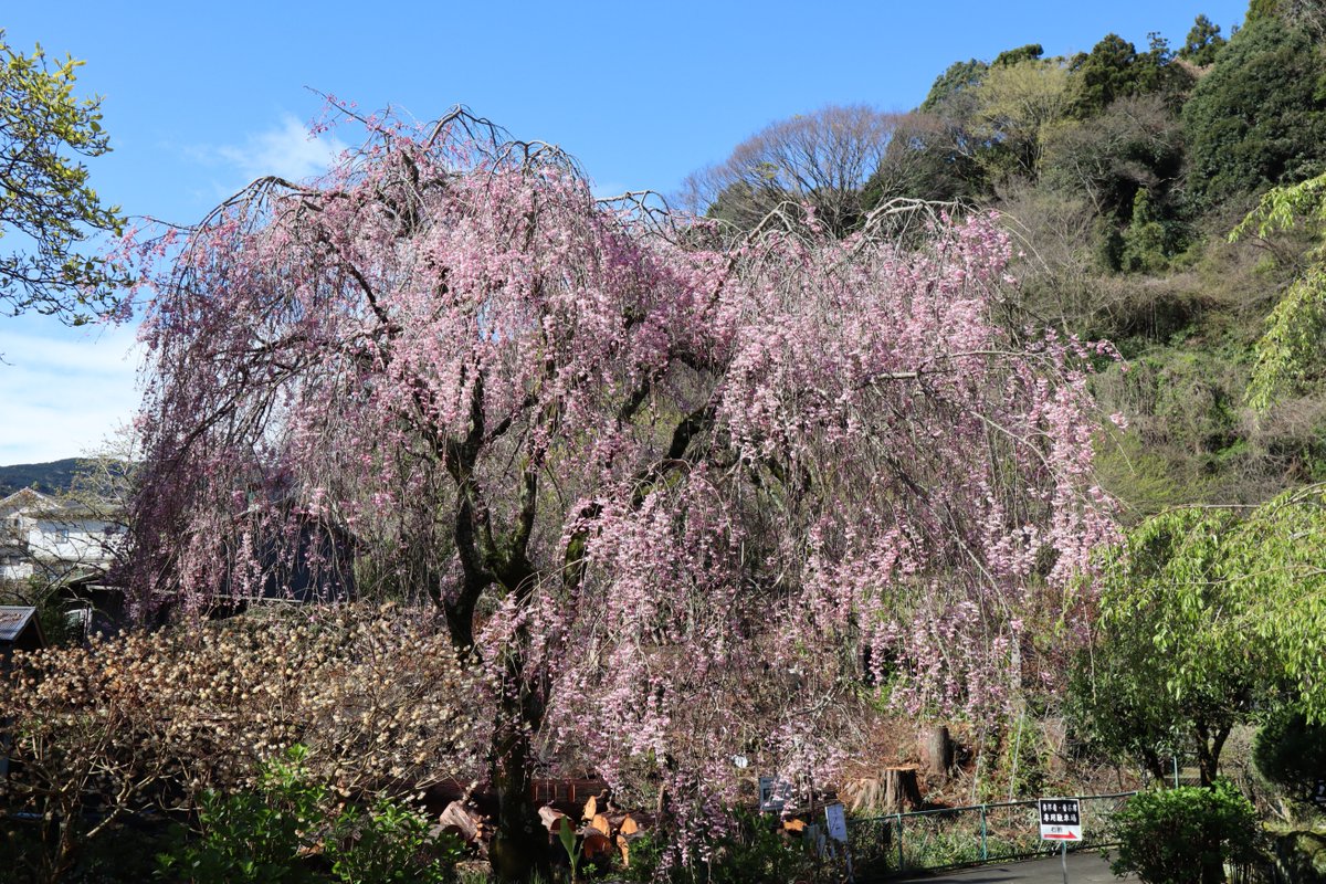 箱根・枝垂れ桜